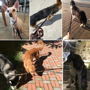 1pc Leather Dog Leash, Measuring 6 Feet by 0.7 Inches, Designed for Robust Training of for Large And Medium-Sized Dogs. This Braided Leather Leash Is Made from Genuine Soft Leather And Features a Durable Metal Clasp